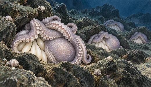 Illustration of pale octopuses curled over clusters of cream-colored eggs in dark seafloor rock crevices.